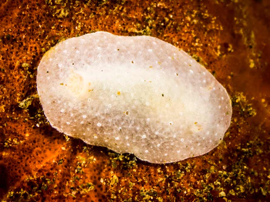 Caryophyllidia dorid sp. 5